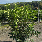 Viburnum lucidum 120/140 cm en maceta de 15L