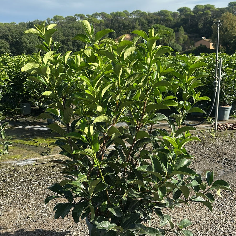 Viburnum lucidum 120/140 cm en maceta de 15L