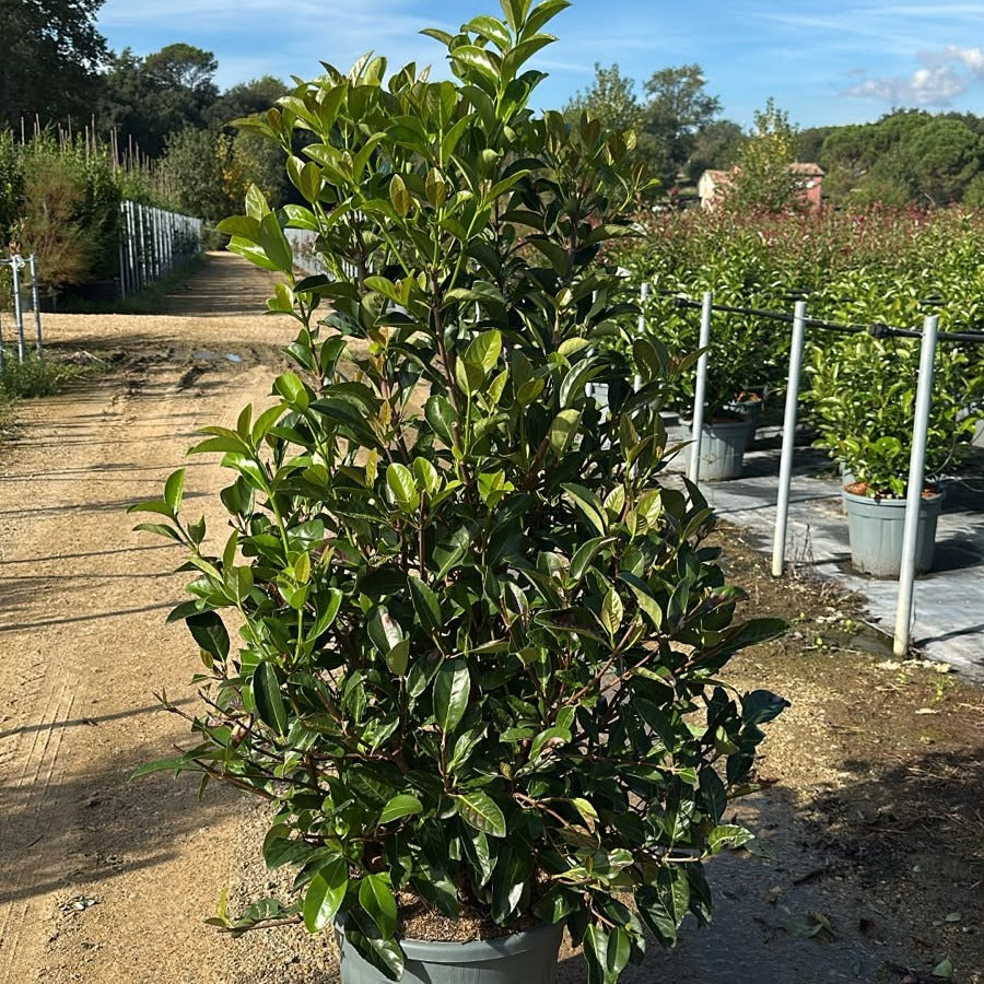 Viburnum lucidum 120/140 cm en maceta de 30L