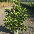 Viburnum lucidum 80/100 cm en maceta de 10L