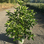 Viburnum lucidum 80/100 cm en maceta de 10L