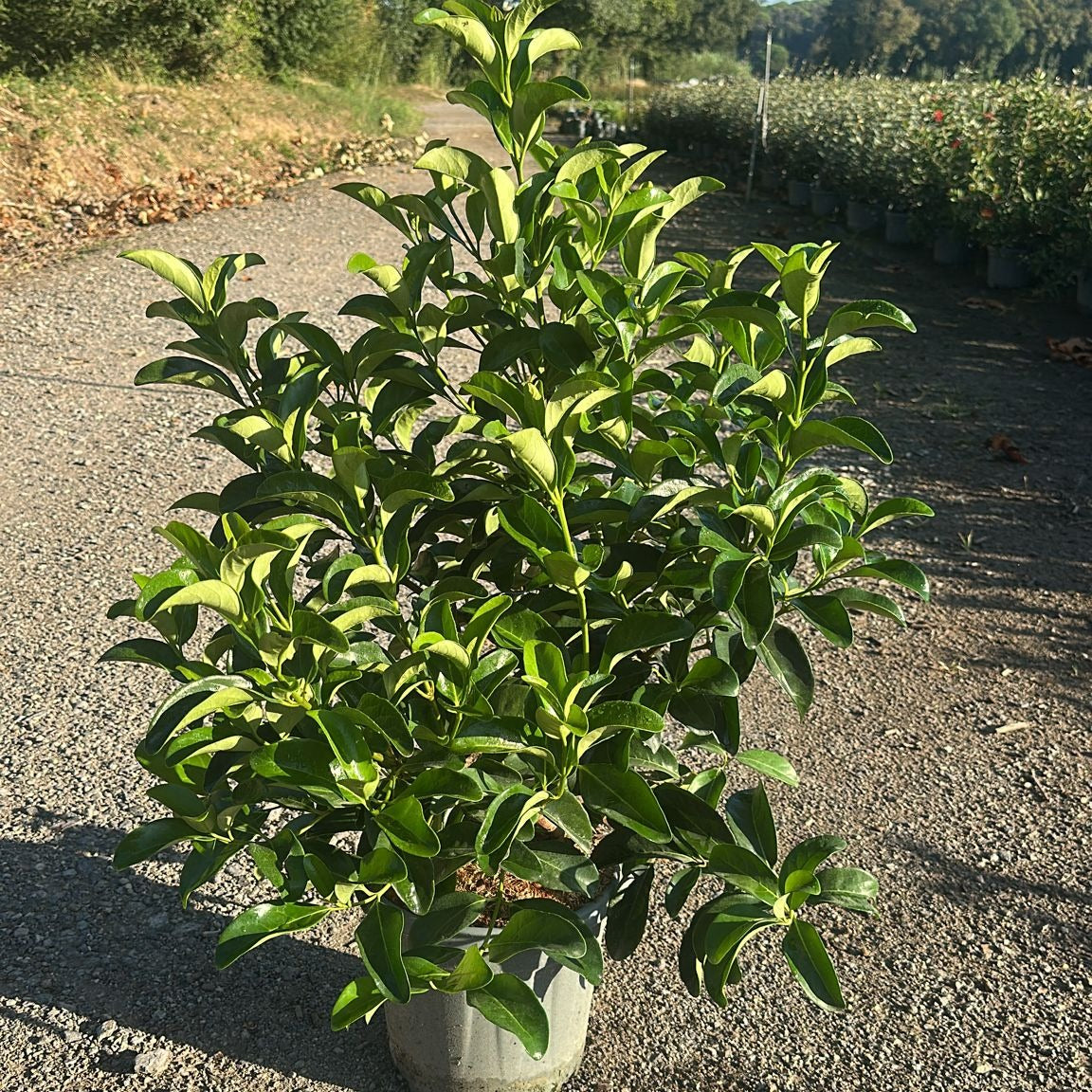 Viburnum lucidum 80/100 cm en maceta de 10L