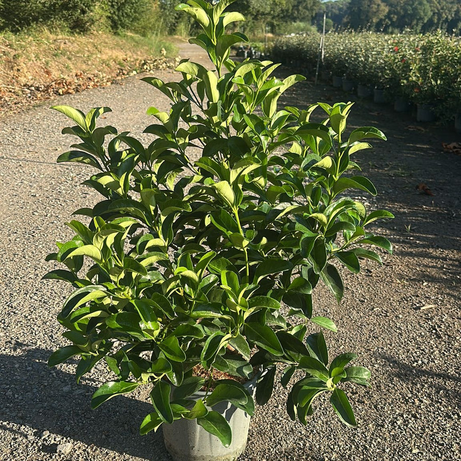 Viburnum lucidum 80/100 cm en maceta de 10L