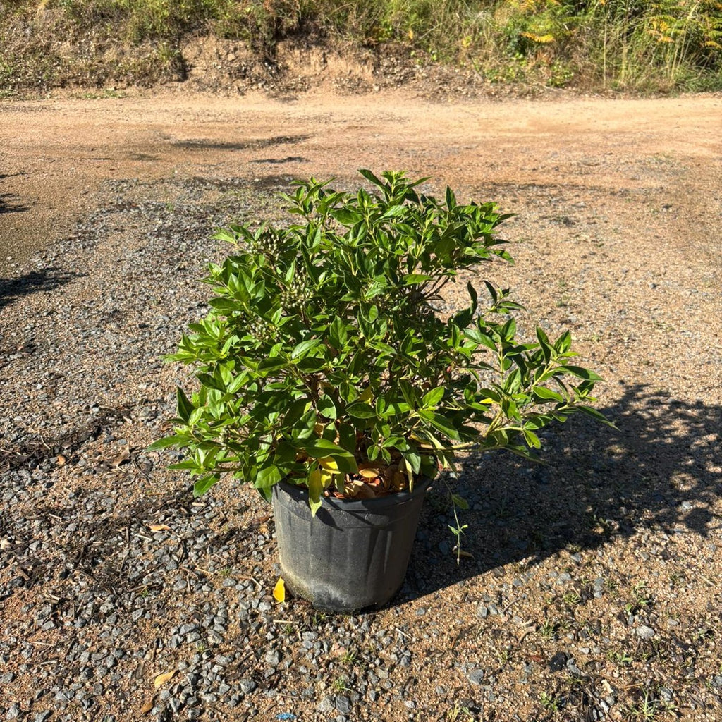 Viburnum tinus 40/60 cm en maceta de 10L