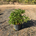 Viburnum tinus 40/60 cm en maceta de 10L