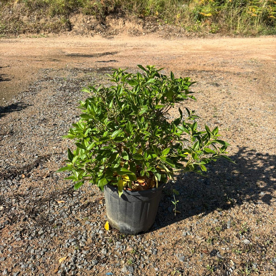 Viburnum tinus 40/60 cm en maceta de 10L