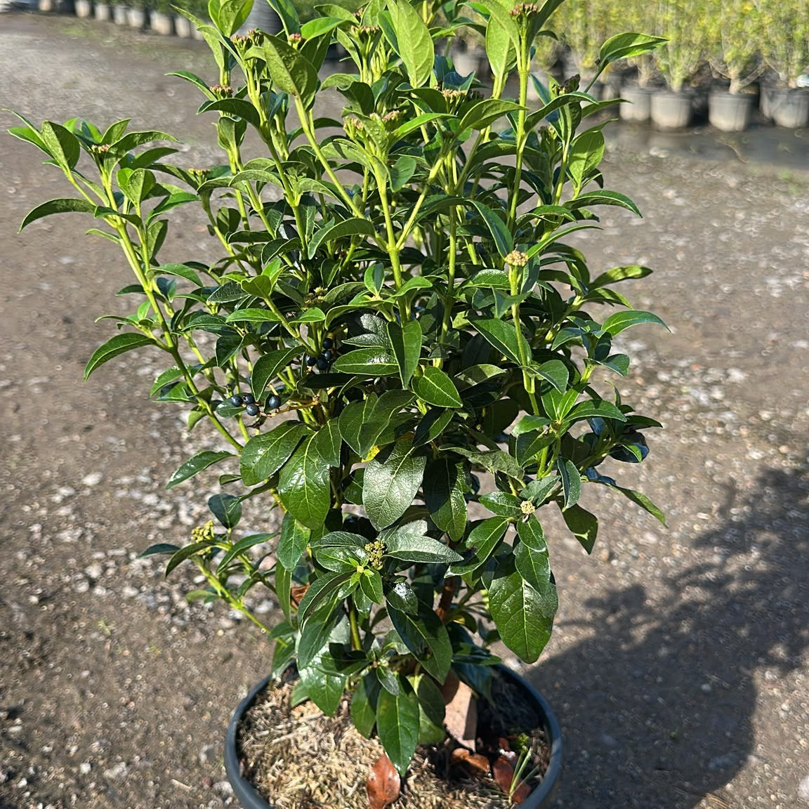 Viburnum tinus 40/60 cm en maceta de 5L
