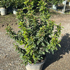 Viburnum tinus 50/70 cm en maceta de 10L