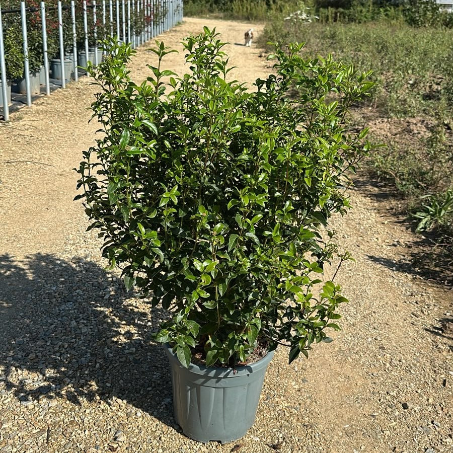 Viburnum tinus 80/100 cm en maceta de 15L