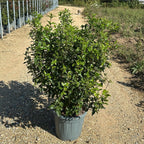 Viburnum tinus 80/100 cm en maceta de 15L