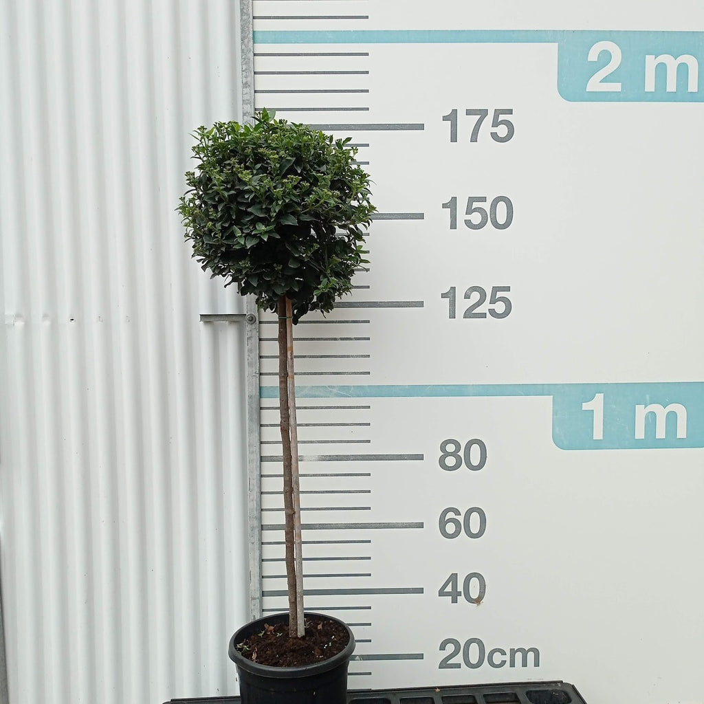 Viburnum tinus t90+50 copa p8/9 en maceta de 18L