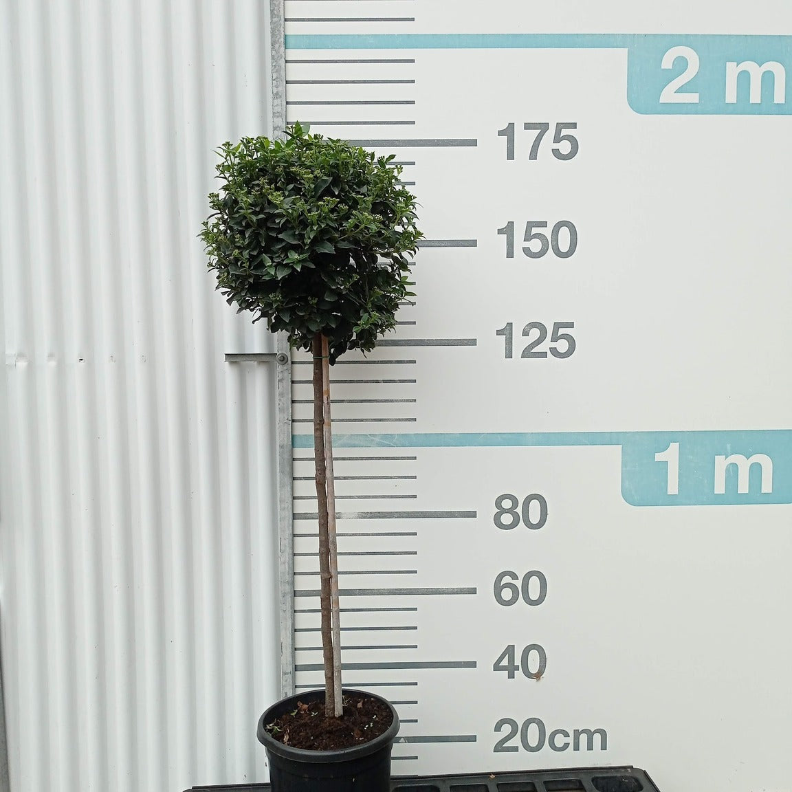 Viburnum tinus t90+50 copa p8/9 en maceta de 18L