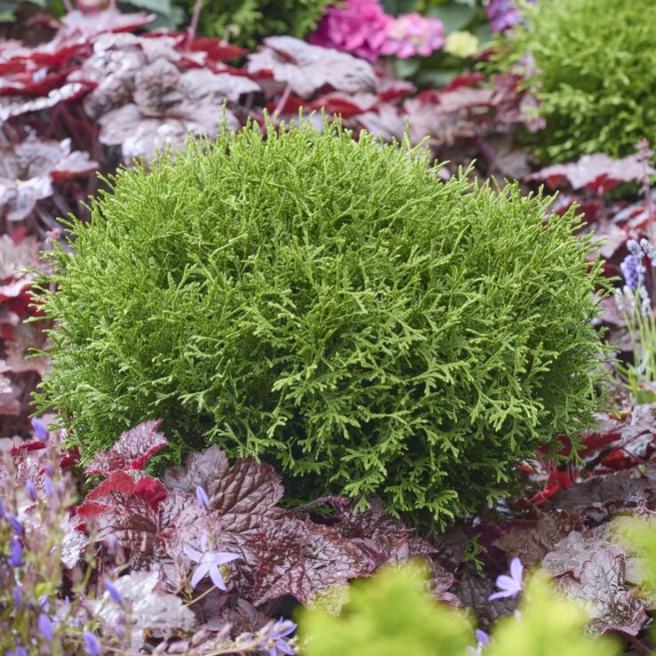 Thuja occ. 'Tiny Tim'