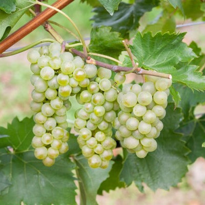 Vitis 'Bianca'