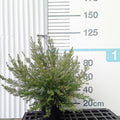 Westringia longifolia blau 60/80 cm en maceta de 10L