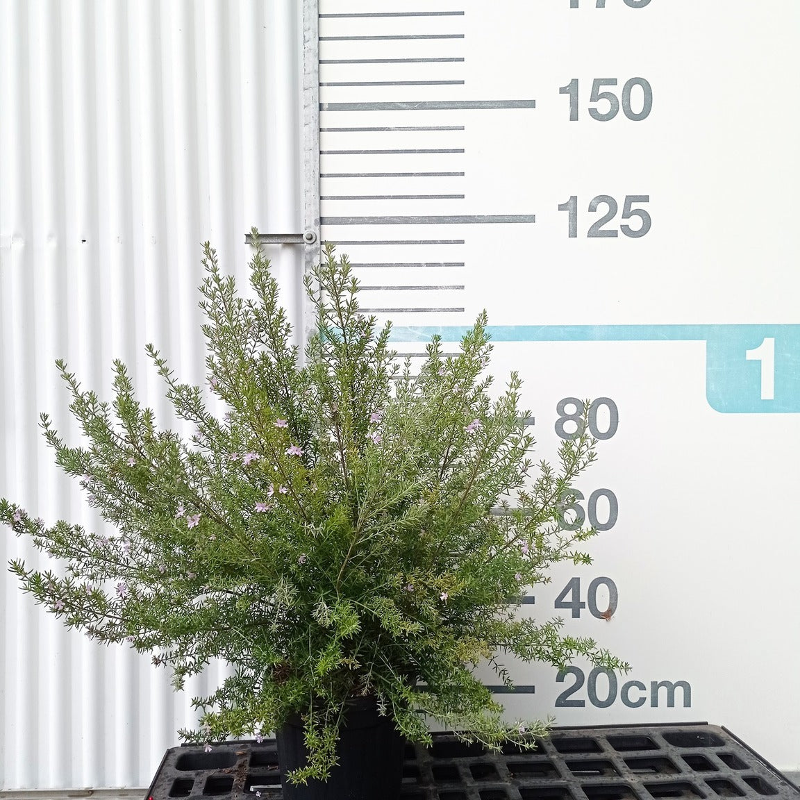 Westringia longifolia blau 60/80 cm en maceta de 10L