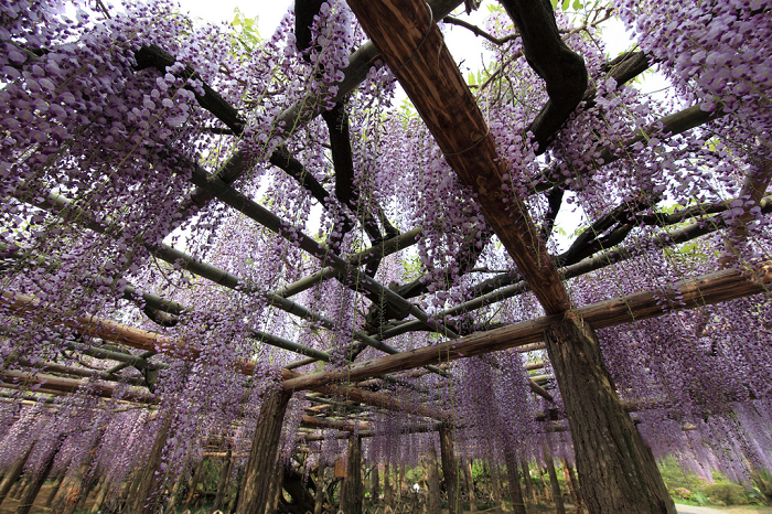 Plantas trepadoras