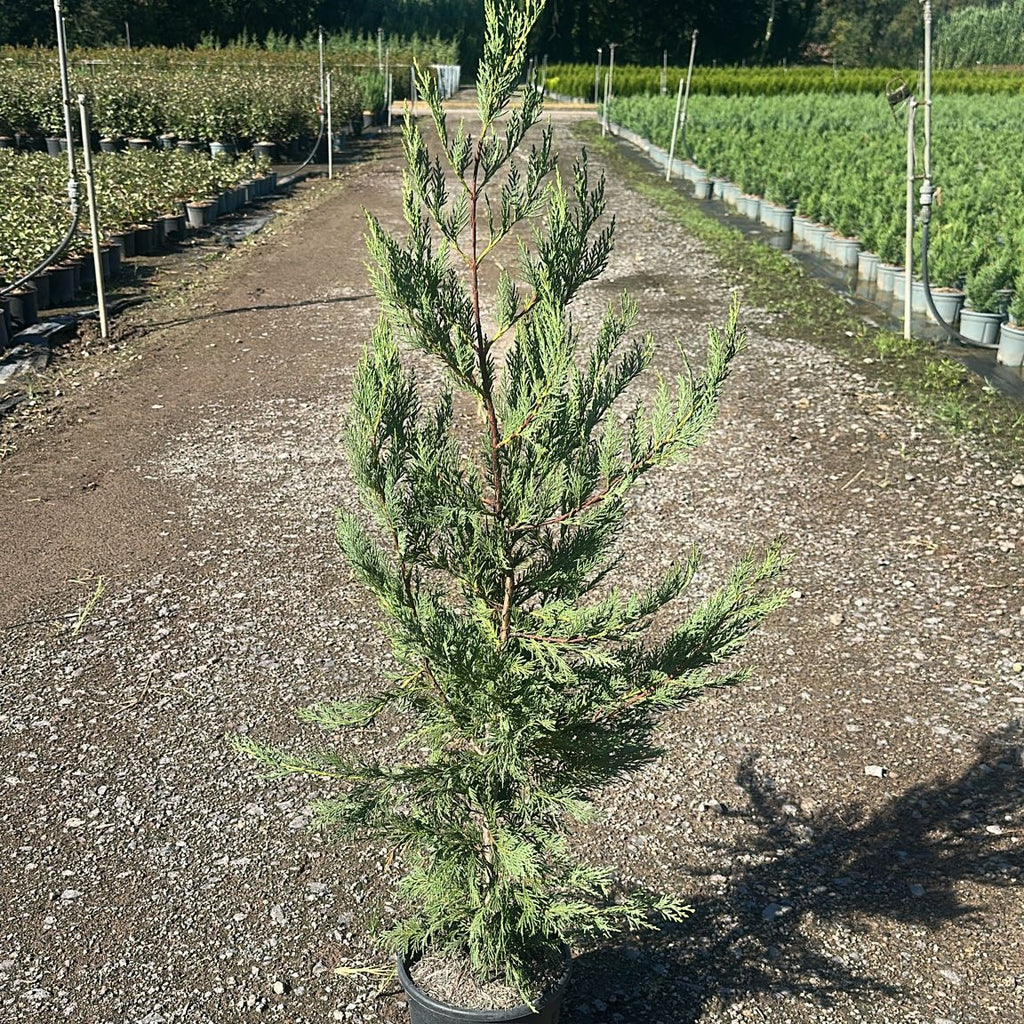 × Cupressocyparis leylandii 100/120 cm en maceta de 5L