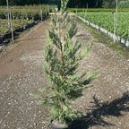 × Cupressocyparis leylandii 100/120 cm en maceta de 5L