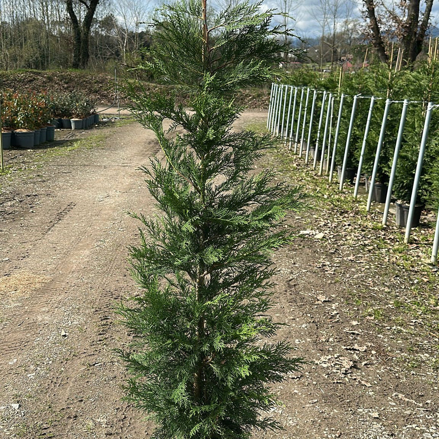 × Cupressocyparis leylandii 150/175 cm 10L
