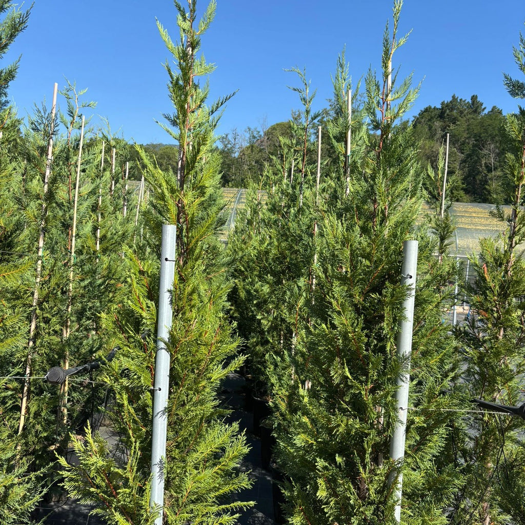 × Cupressocyparis leylandii 200/250 cm en maceta de 18L