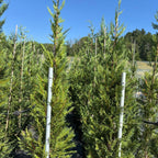 × Cupressocyparis leylandii 200/250 cm en maceta de 18L