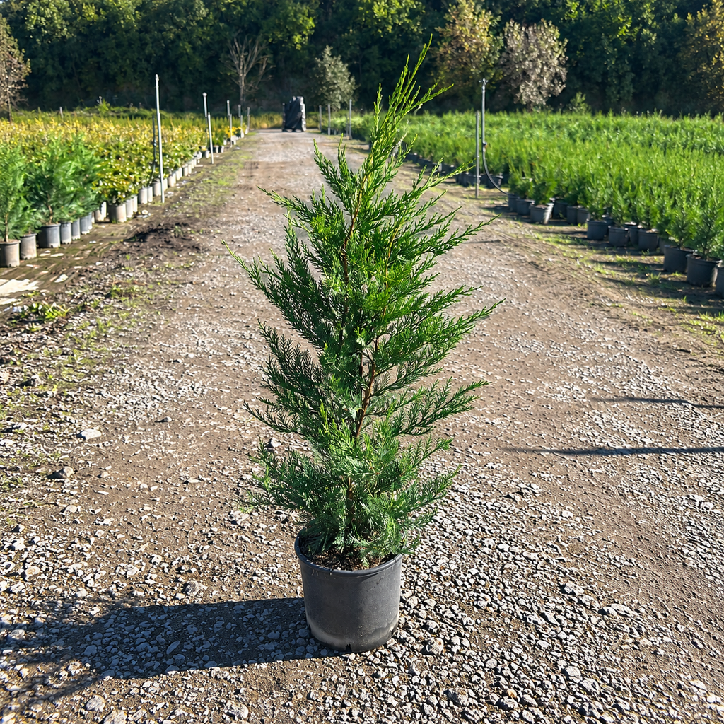 × Cupressocyparis leylandii 80/100 cm en maceta de 5L