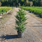× Cupressocyparis leylandii 80/100 cm en maceta de 5L