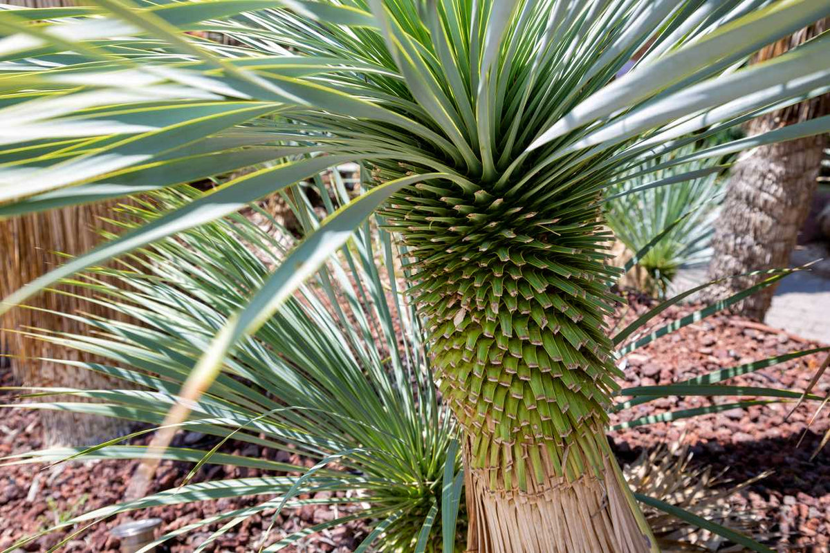 Plantas mediterráneas