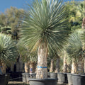 Yucca rostrata Cultius Ponç