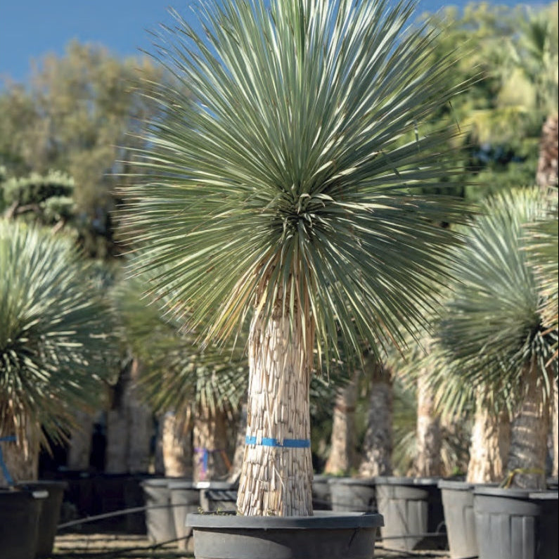 Yucca rostrata Cultius Ponç